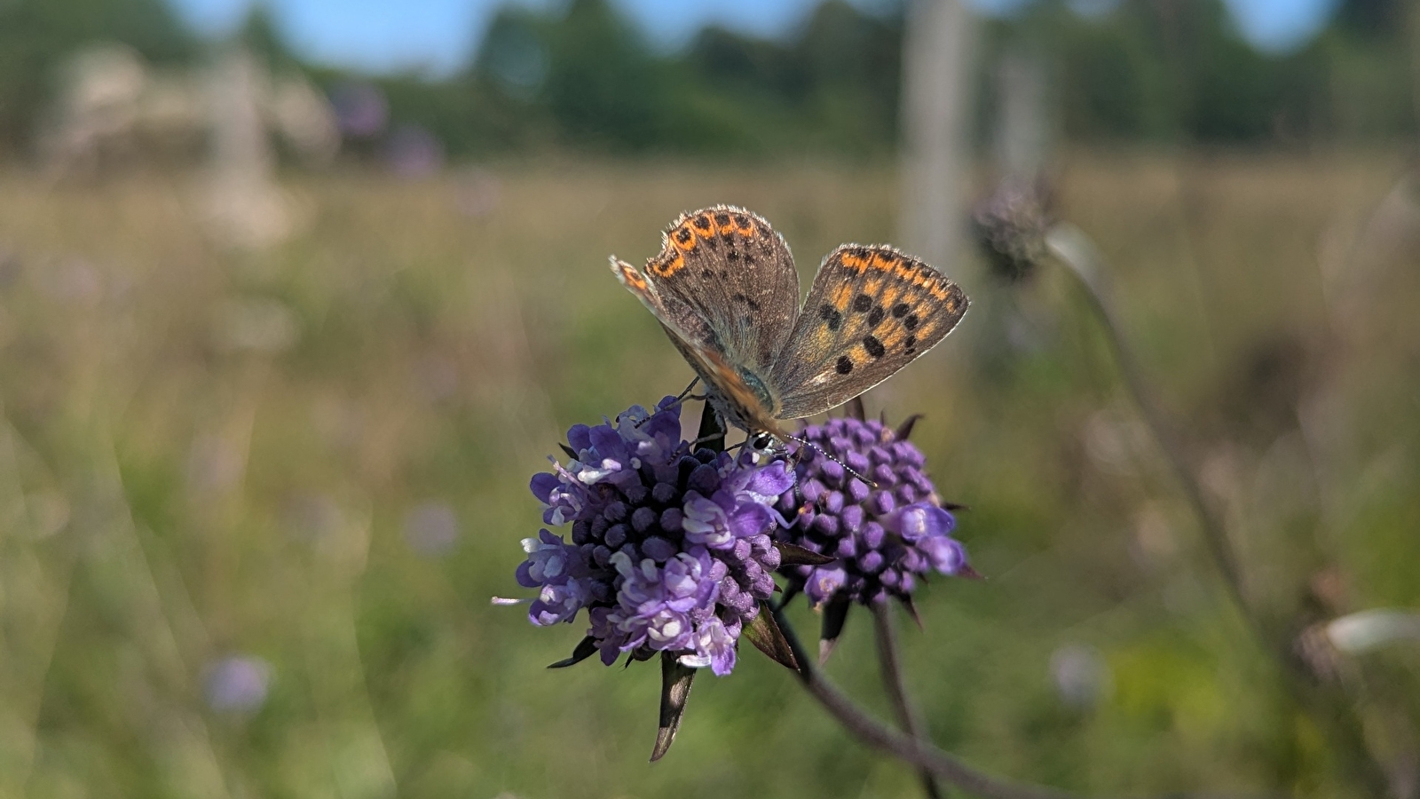 Balade nature 'Enquête en forêt de Chauffour-Ferrière'