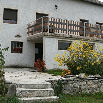 Le Saule Rieur - SAULES