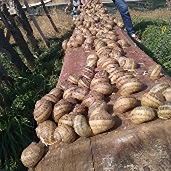 Les Escargots du Bois - SURGY