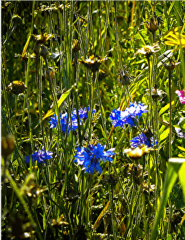 Boucle cyclo 13 'Entre monts et vaux' - BESANCON