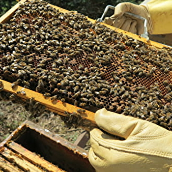 Rucher de la brûle Jacquet - FOURS