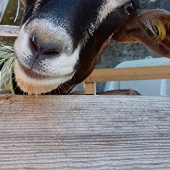 Visite d'une chèvrerie et traite des chèvres - DAMMARTIN-LES-TEMPLIERS