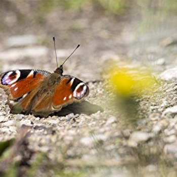 Les petites bêtes  - DOMPIERRE-LES-ORMES