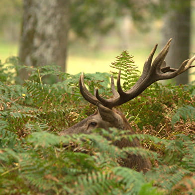 Parc Animalier de Boutissaint