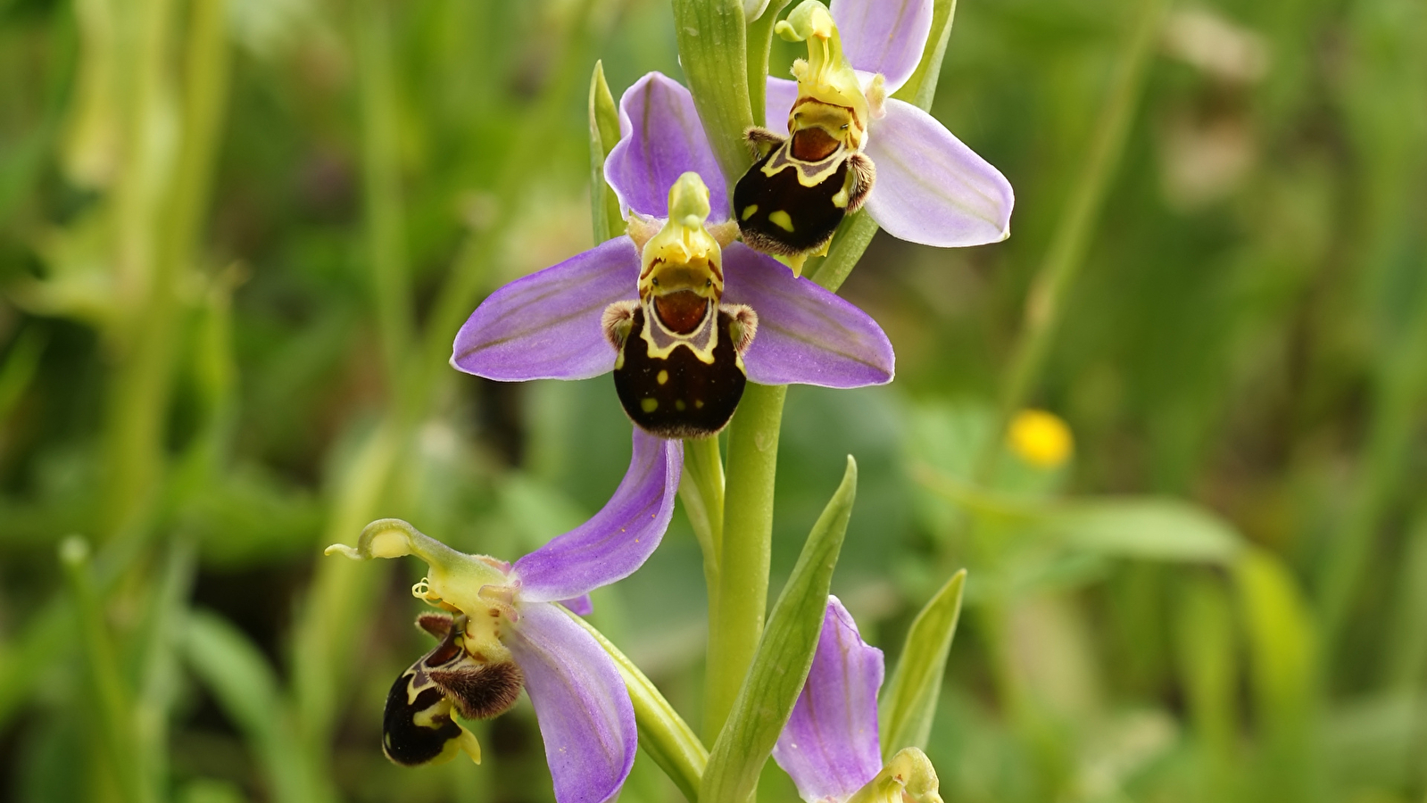  Balade nature  'Les orchidées sauvages de Vézelay'