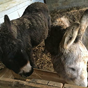 Chez Antoine & Martin - TAXENNE