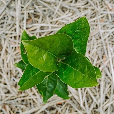 Les Rameaux Fruitiers
