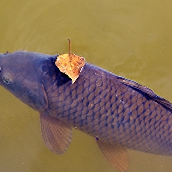 Société de pêche de l'étang du bois la Haut - SAINT-MARCEL