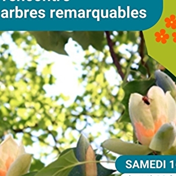 Balade à la rencontre des arbres remarquables - COSNE-COURS-SUR-LOIRE