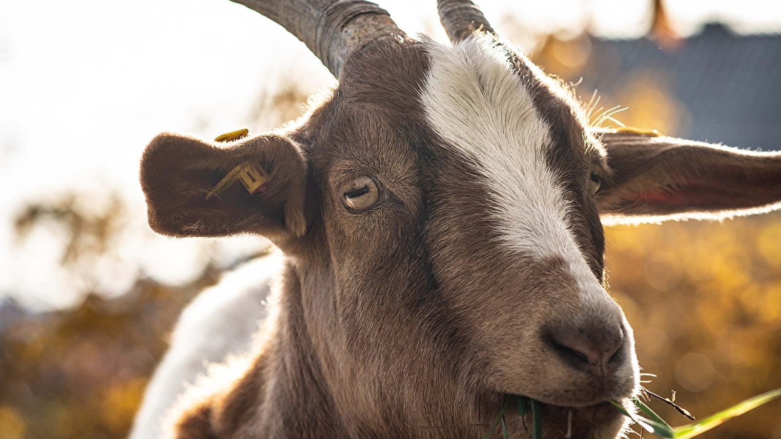 Les Chèvres de Gourgeon