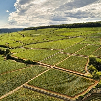 Taupenot-Merme - MOREY-SAINT-DENIS