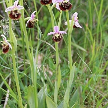 Pelouses sèches de Beaumotte-lès-Pin et Courcuire - BEAUMOTTE-LES-PIN