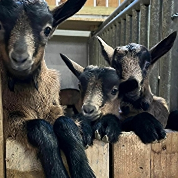 Ferme des Quintefeuilles - ETEVAUX