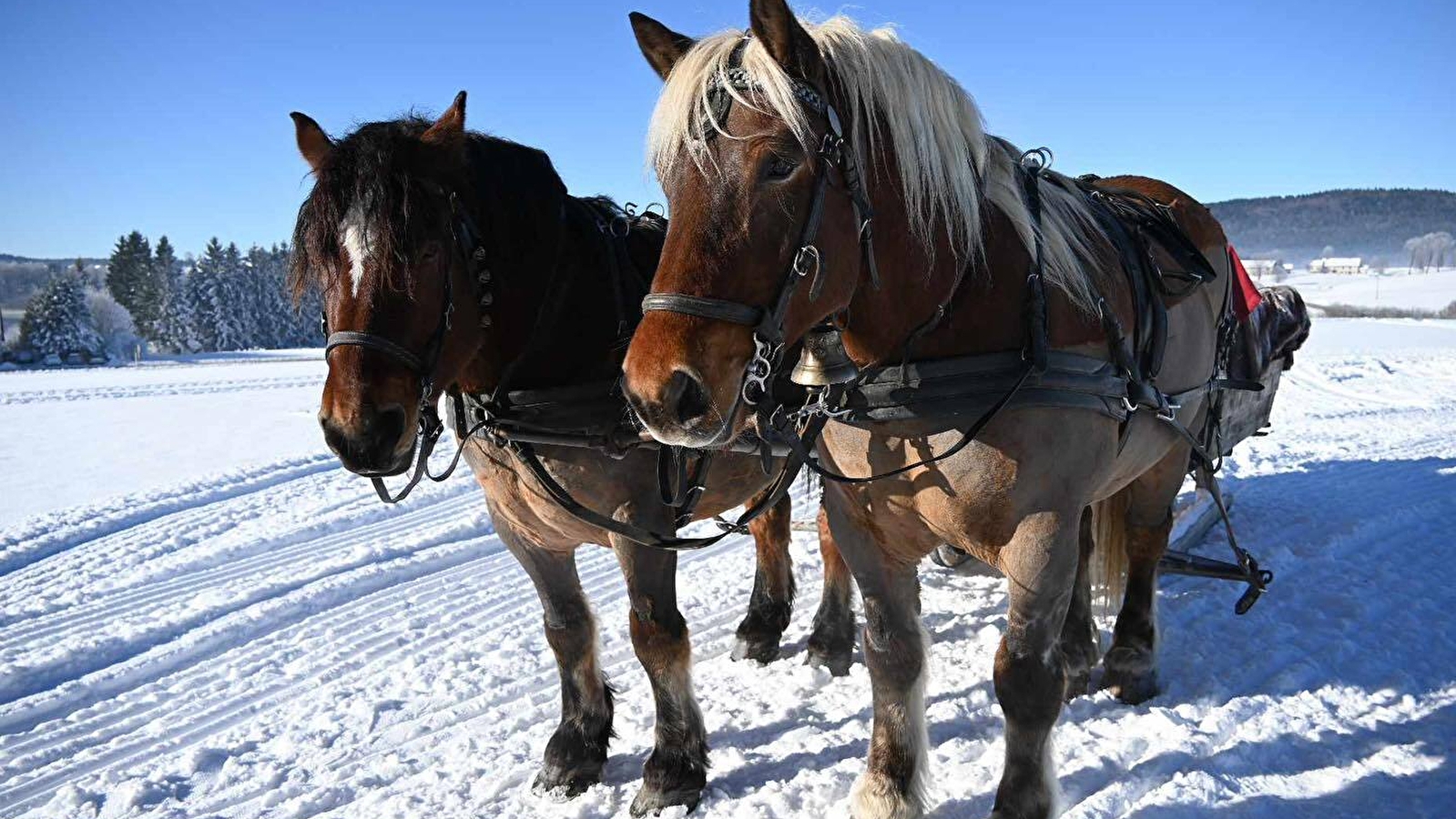 La calèche des Chauvins