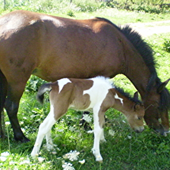 La Ferme des Bassets - VAREILLES