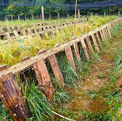 À la rencontre de Marjorie : immersion chez une éleveuse d'escargots