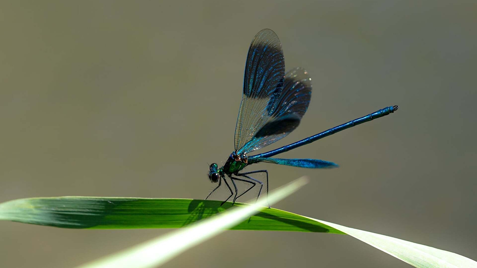 Le safari des petites bêtes