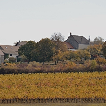 Gîte Aux Vignes de Marey - MAREY-LES-FUSSEY