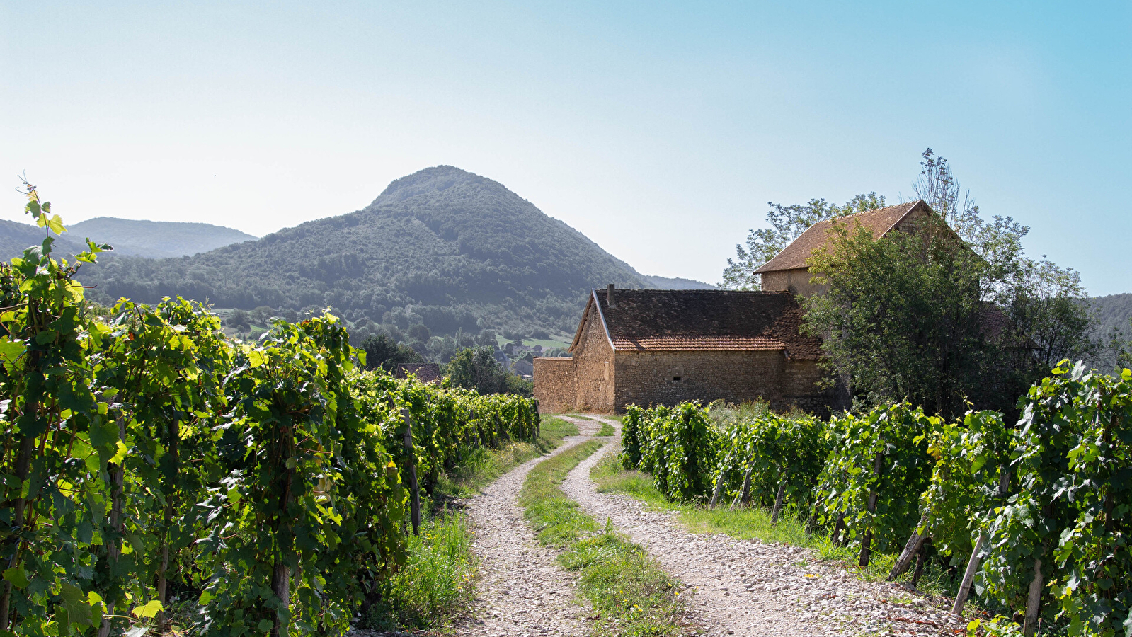 Sentier 'entre ruines et vignes' : de Montagnieu à Briord