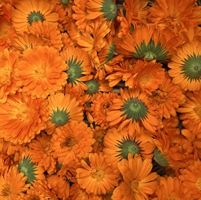 La Demoiselle des Champs