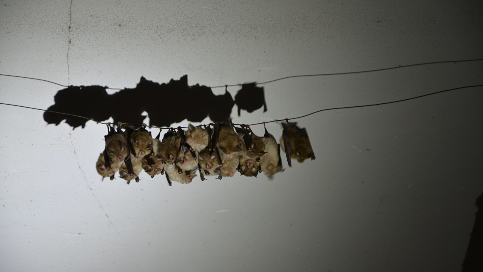 Nuit de la chauve-souris à Limanton, Mardi 21 juillet 