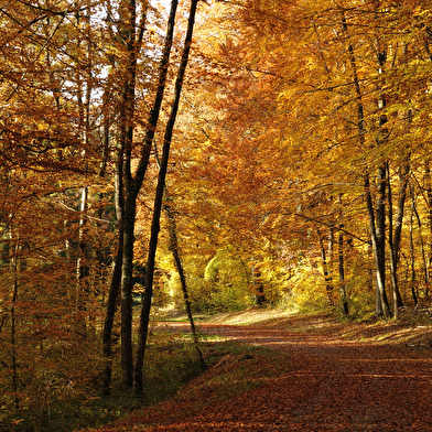 Pâturages et Forêts