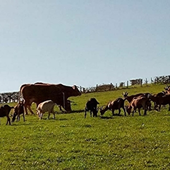 EARL Biquette and Cow - SAINT-PIERRE-LE-VIEUX