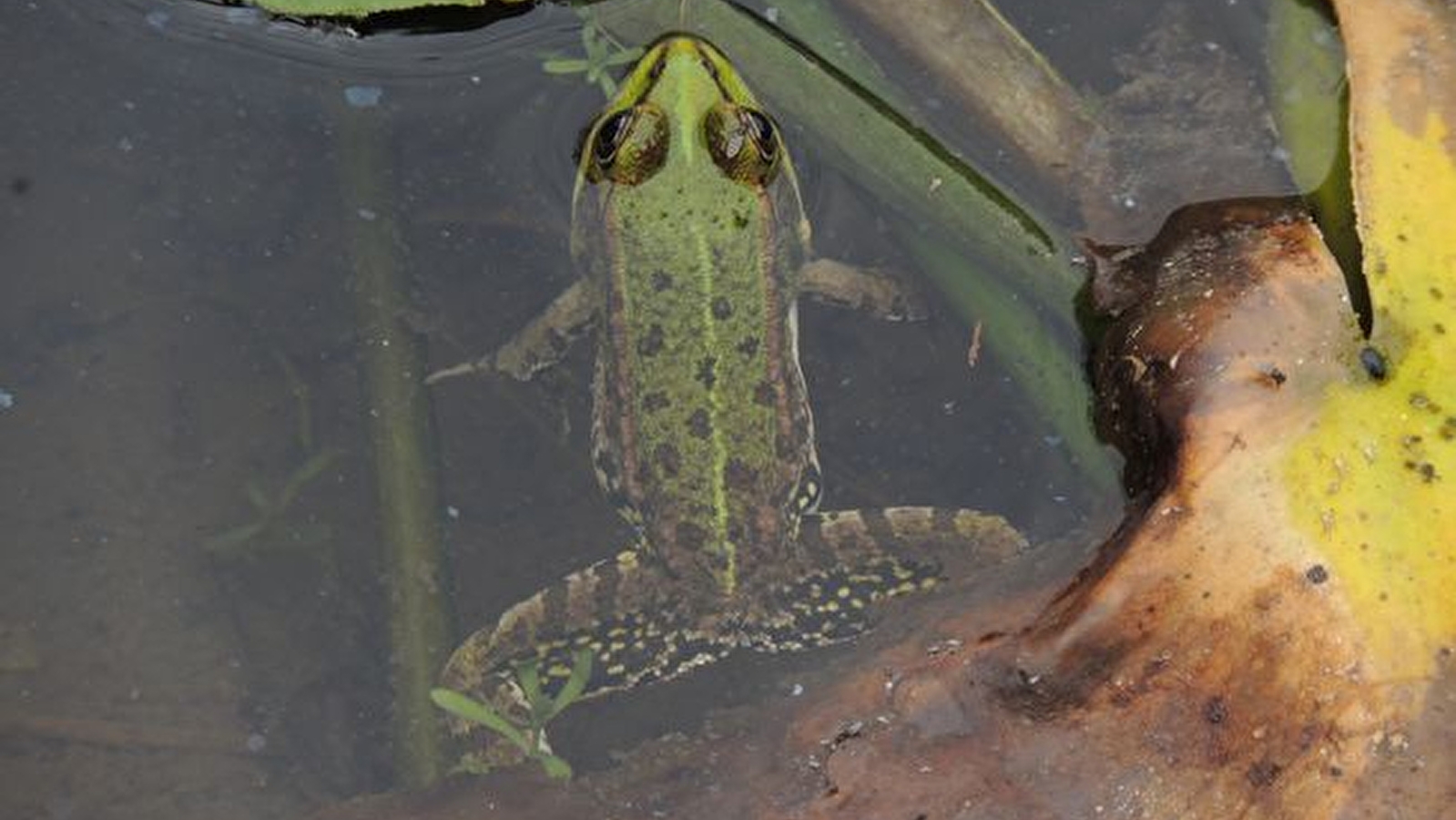 Le rendez-vous des métamorphoses