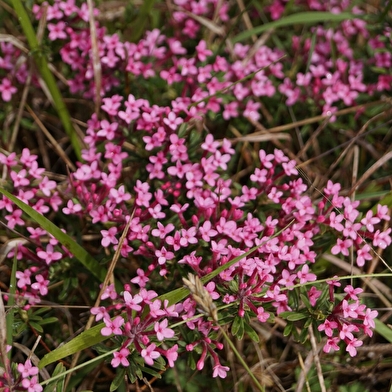 Randonnée : Les fleurs de printemps _ENS2026  'sur réservation'