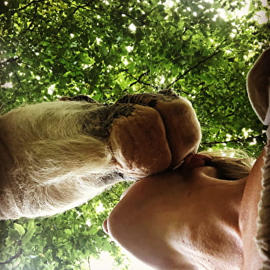 Les Chevaux de Beltane