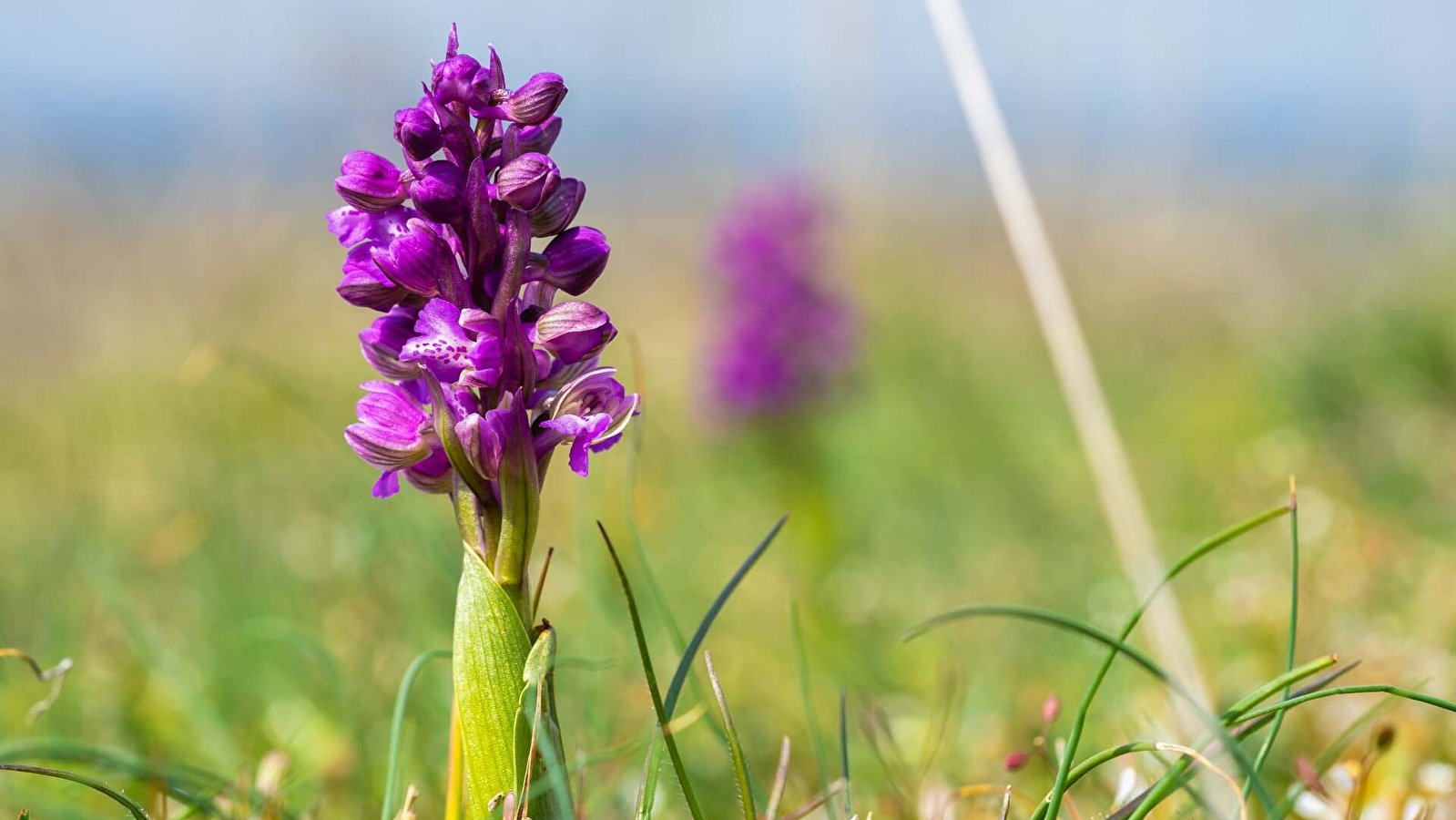 Dans le monde des plantes