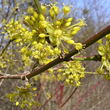 Sentier aux 1000 parfums - BARD-LES-EPOISSES