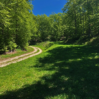 Parcours VTT 16 noir - Des Plans d'Hotonnes au Grand Colombier - Espace FFC Ain Forestière