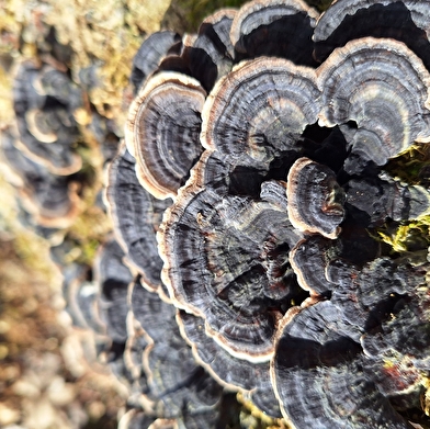 Elie PERNOT - Animateur & guide nature