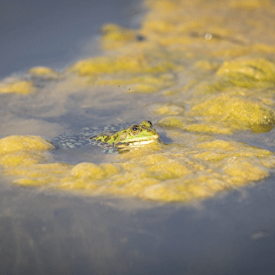 Parcours Espace Naturel Sensible - Saline royale