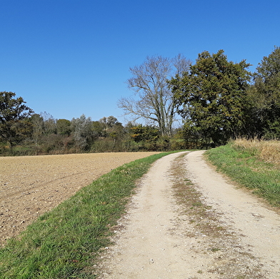 Circuit VTTAE n°4 (rouge) - La Voie Royale des bois de But