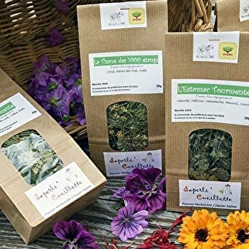 Saperli'cueillette - HAUT-DU-THEM-CHATEAU-LAMBERT