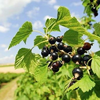 Visite 'Sur la Route du cassis' - NUITS-SAINT-GEORGES