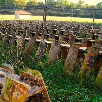À la rencontre de Marjorie : immersion chez une éleveuse d'escargots