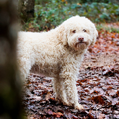 Démonstration de cavage suivie d'une dégustation - by La Maison aux Mille Truffes