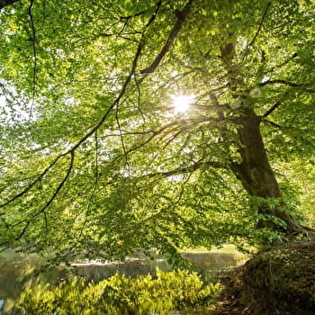Etang de Préperny - ARLEUF