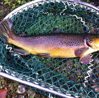 Pisciculture du Moulin de Pierre