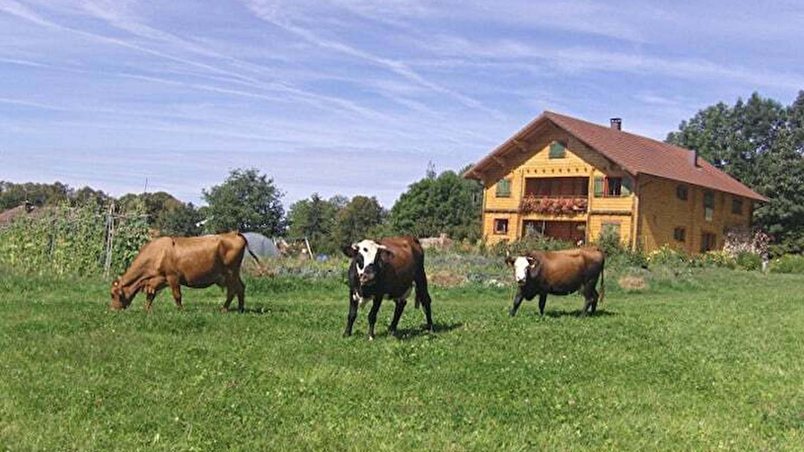 Chalet Scandinave Organique