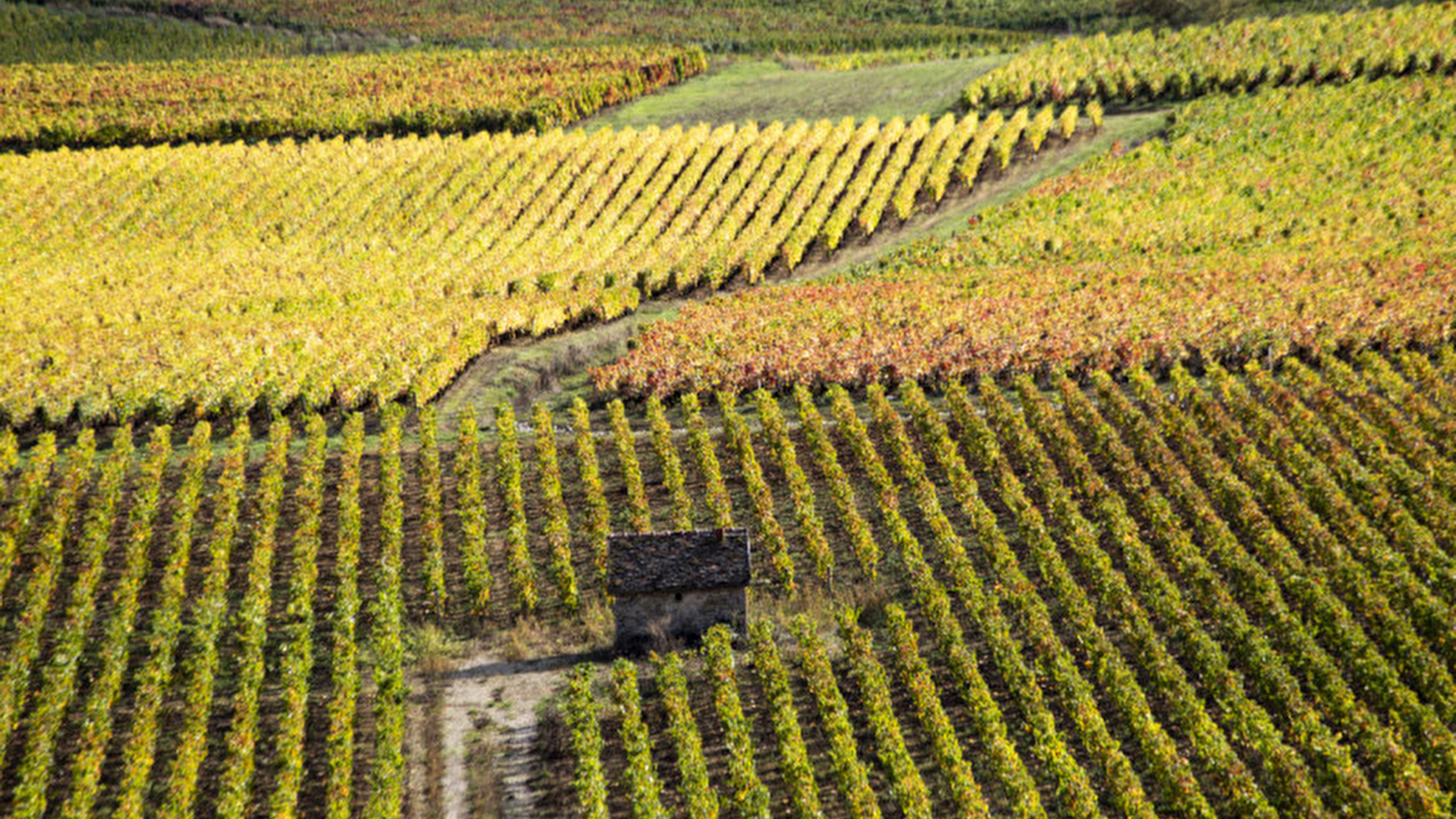 Chemins de Bourgogne - Circuit dans la Côte de Nuits, en 4x4 - Après-midi