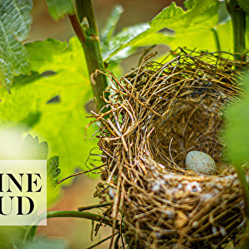 Arlaud - MOREY-SAINT-DENIS