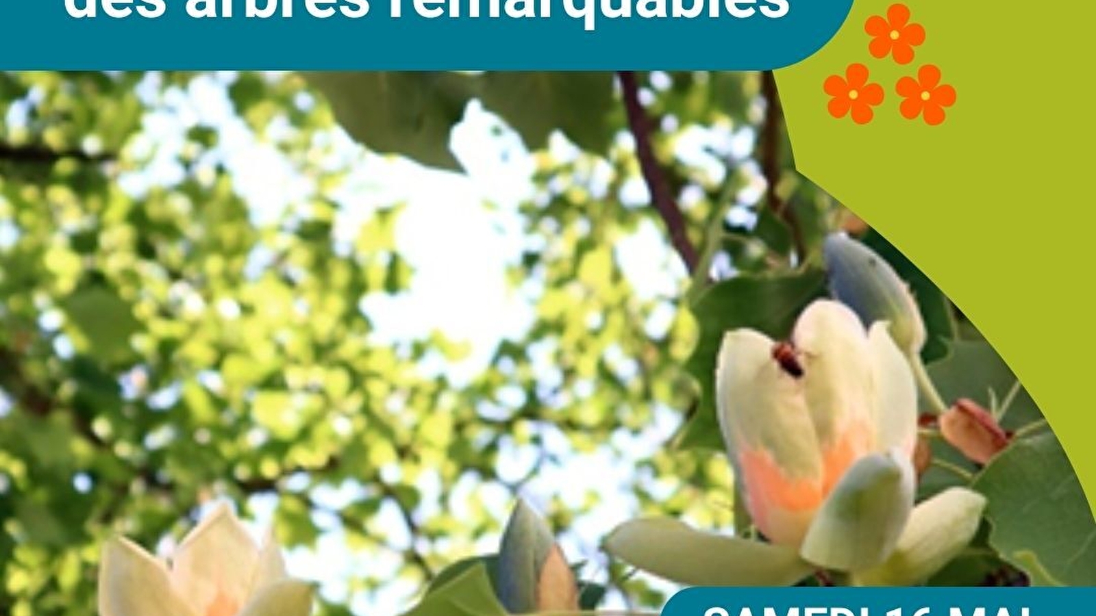 Balade à la rencontre des arbres remarquables