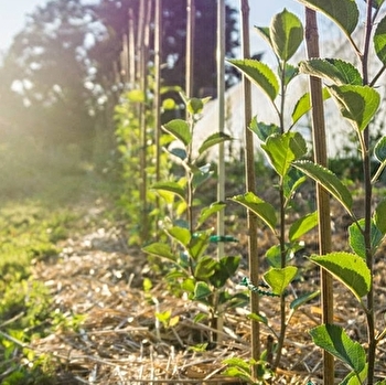 La Ferme du Moineau, pépinière d'arbres fruitiers bio - REMILLY
