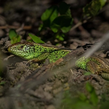 Découverte des reptiles - GEVRY
