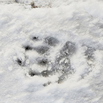 À la découverte de la faune sauvage des forêts  - LEUGLAY