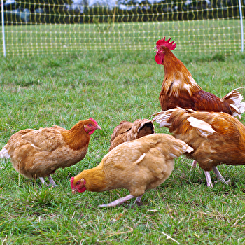 GAEC Cadiot - CHALLUY